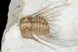 Kettneraspis Trilobite - Black Cat Mountain, Oklahoma #170291-3